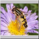 Helophilus trivittatus - Grosse Sumpfschwebfliege 16.jpg